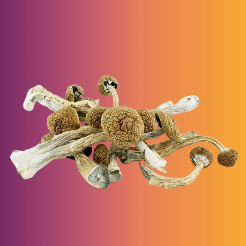 Golden Teacher – Ounce Special